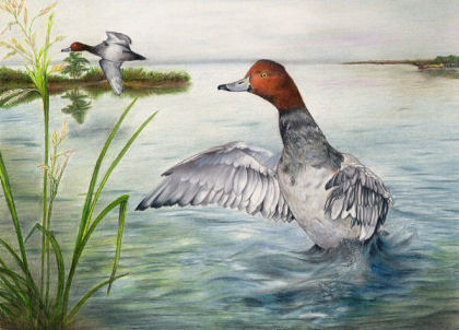 duck